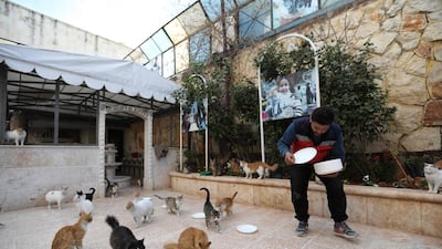 Mohammed Alaa al-Jaleel spreads plates on the ground to feed cats at lunchtime. AFP