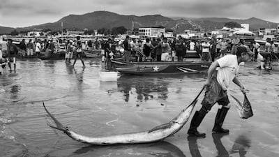 Prize catch by Jef Pattyn, from Belgium and the Netherlands, which has been Highly Commended in the Oceans: The Bigger Picture category. Jef Pattyn / Wildlife Photographer of the Year / PA