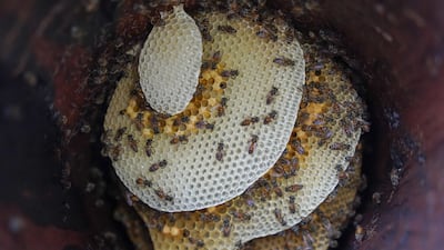Soudah and the wider Asir region are distinctive places for beekeeping, with more than 300 bird and 400 plant species – including many endangered ones. Photo: Soudah Development