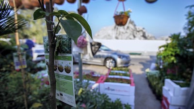 Rubble of Mina Plaza is all that remains following the November 27 expert demolition.