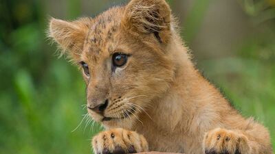 A four-month-old lion cub is shown to the public for the first time at Sri Lanka’s Ridiyagama Safari Park. AFP
