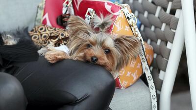 Modelling is tiring work, famously. Chris Whiteoak / The National