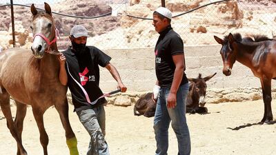 Horse and donkey owners in Petra use a clinic run by Peta (People for the Ethical Treatment of Animals) , to keep their animals fit and healthy to carry tourists through the popular ancient city. AFP