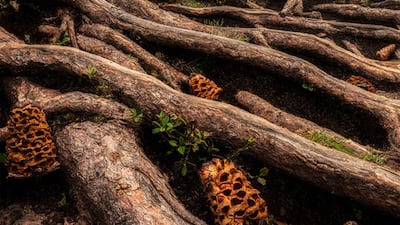 Vlatko Rafeski, North Macedonia, shortlist, Regional Awards, Sony World Photography Awards 2023