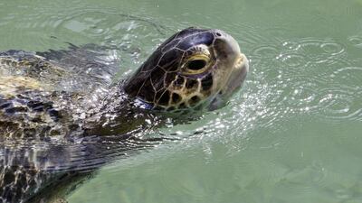Hawksbill turtles will be aquarium stars this month. Jaime Puebla / The National