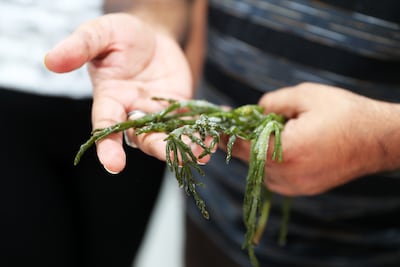 A scientist from the International Centre for Biosaline Agriculture in Dubai handles some of the salicornia grown using reject brine. Pawan Singh / The National