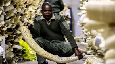 Zimbabwe has about 96,000 tonnes of ivory, valued at about $10 billion (Dh36.7bn). Jekesai Njikizana / AFP