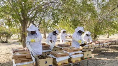 The Abu Dhabi apiary is the smallest among the 40 farms Mr Najeh owns and operates in the UAE. Chris Whiteoak / The National