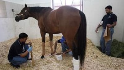 stable attendants, from left, Khasta Khan, Mohammed Farman and Mohammed Niaz, apply poultice to a racehorse.