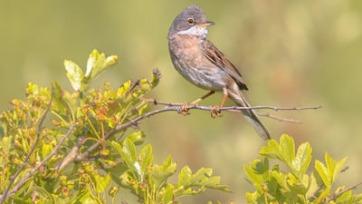 Greater whitethroat