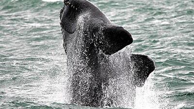 Gap adventures is offering a holiday in Cape Town with plenty of football, whale spotting and a wildlife safari.