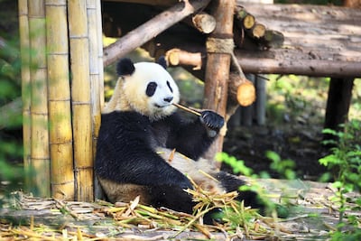 Chengdu Giant Panda Breeding and Research Base. Getty