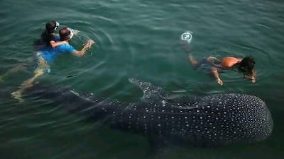 Effective conservation efforts in the Arabian Sea could help ensure the survival of threatened species, experts say.