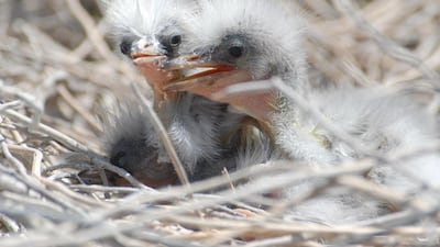 Four hundred and twenty flamingos were born in Al Wathba Wetland Reserve last year, up from 200 in 2014. Courtesy Dr Salim Javid / EAD