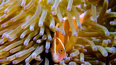 A Fake Clownfish nestles for safety in a sea anemone along the reef wall at Sipadan Island off the coast of Borneo, Malaysia. Photo: Antonie Robertson/The National