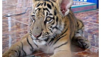 A tiger cub found at a newly-built zoo in Chaiyaphum, Thailand. Thai wildlife police said they had discovered several unregistered tiger and leopard cubs in a raid on the zoo, raising suspicions that it was part of a smuggling ring. AFP PHOTO / HO / FREELAND FOUNDATION