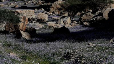 Wildflowers cover the basin of Wadi Al Bih in Ras Al Khaimah during a superbloom in February, 2014 . Satish Kumar / The National
