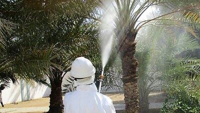 The Department of Pest Control spray palm trees in Al Ain to rid them of pests. Courtesy Department of Municipal Affairs and Transport