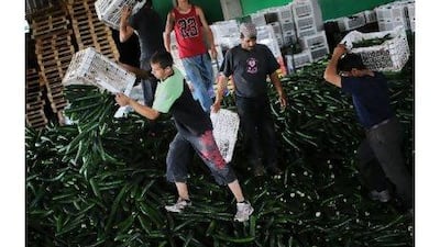 Romanian greenhouse employees throw cucumbers for destruction in Bucharest yesterday as sales collapsed on Romanian markets because of the fear of E. coli contamination. Daniel Mihailescu / AFP Photo