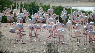 More than 250 species of birds, including these greater flamingos, can be found at the Al Wathba Wetland Reserve in Abu Dhabi. Christopher Pike / The National