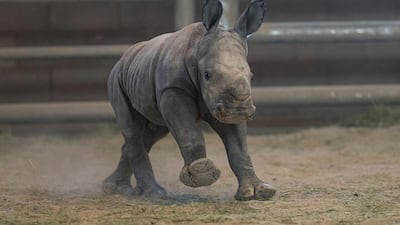 A female southern white rhino calf runs around at the Nikita Kahn Rhino Rescue Center in the San Diego Zoo Safari Park, in San Diego. AP
