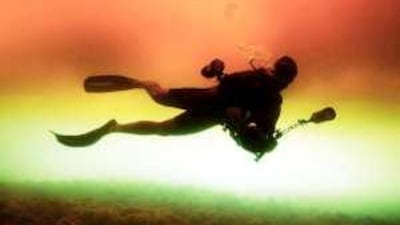 This undated handout photograph shows a diver swimming in water coloured by the recent 'red tide' in the sea around Dibba Island.