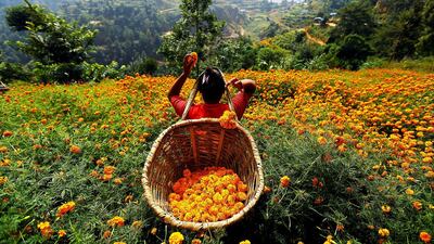 A woman picks marigold flowers used to make garlands in Kathmandu, Nepal. Photo: Reuters