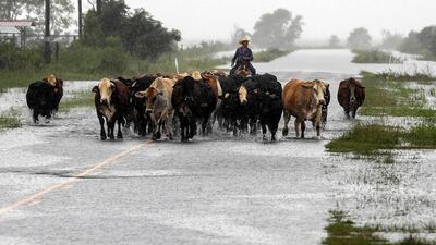 Jim Dunagan moves his cattle to higher ground as remnants of Tropical Depression Imelda flood parts of Southeast Texas. Dunagan said his cattle were standing in water up to their stomachs before he and another man moved them to another pasture. He also said he thought the rain fell faster than it did during Hurricane Harvey, within a 24 hour to 48 hour period. AP