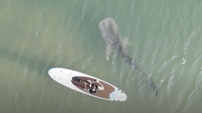 Christian Bildsten shot this drone footage of him paddle boarding as a shark circled him on Raha Creek near the Aldar building. Courtesy: Christian Bildsten