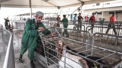 A worker passes the livestock on to the slaughter house where he will deliver instructions on behalf of the customers detailing their desired cut for the meat.