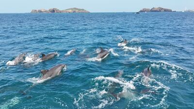 A pod of Indo-Pacific bottlenose dolphins swims off the city of Jeju, on Jeju Island. Yonhap / EPA