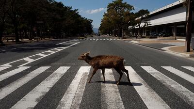 A deer walks across a pedestrian crossing in Nara, Japan. AP Photo