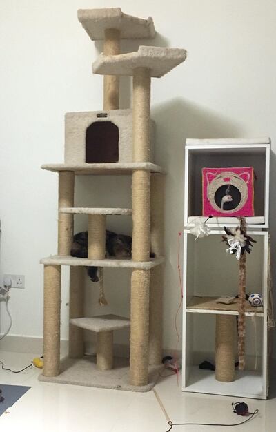 Cats require physical stimulation to prevent boredom and obesity. Photo: Evelyn Lau