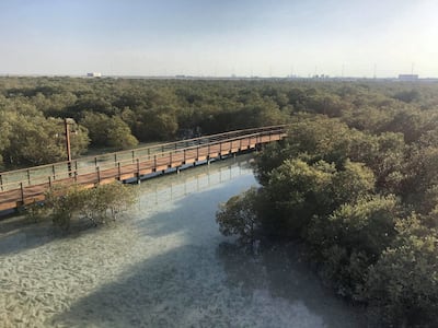 The Jubail Mangroves are one of the biomes that inspired Disney to choose Abu Dhabi. Janice Rodrigues for The National