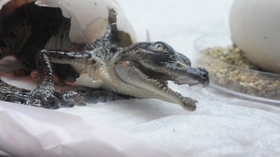 King Croc, one of the world’s largest reptiles, and Queen Croc, his companion for over 20 years, are now proud parents. Courtesy Dubai Aquarium & Underwater Zoo