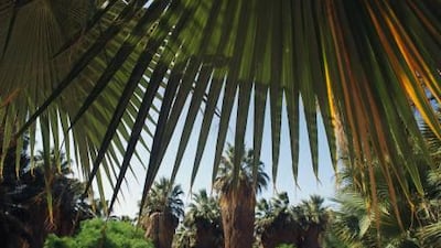 Left untrimmed, old fronds will form a "petticoat" over the tree's trunk. Phil Schermeister / National Geographic / Getty Images / Gallo Images