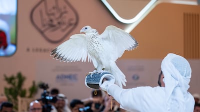 The record-breaking gyrfalcon that sold at Adihex on September 6 has a white plumage, pure lineage and striking appearance. Wam
