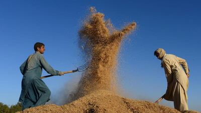 Afghan farmers harvest fresh wheat grains in a field on the outskirts of Herat. Aref Karimi / AFP