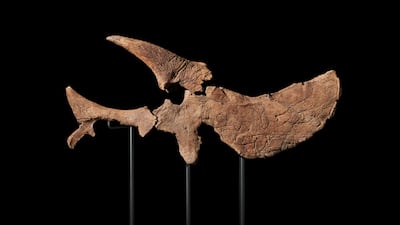 A 66-million-year-old half triceratops skull is part of the Wynn Al Marjan Island Art Collection. Photo: Wynn Resorts