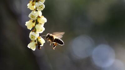 Research has shown that, like nicotine for humans, some pesticides may have an addictive attraction for bees. Tobias Schwarz / AFP