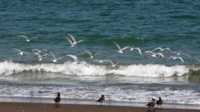 The reddish patches off Fujairah beach have cleared, giving a clean view.