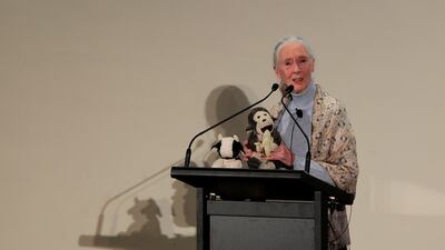 Dr Jane Goodall, pictured in Abu Dhabi in 2015, lectured on her groundbreaking studies of the primates in Africa to eager audiences. She lived in Tanzania in the 1960s to observe the behaviour of chimpanzees. Jeffrey E Biteng / The National