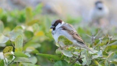 Bird watchers and naturalists says India's sparrow population appears to be in steep decline and many blame the nation's rapid urbanisation.