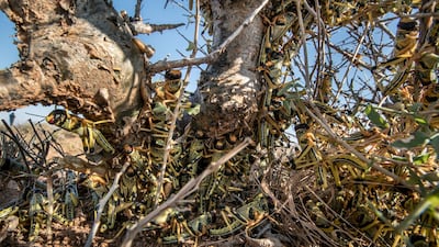 Young desert locusts that have not yet grown wings crowd together on a thorny bush in the desert, in the semi-autonomous Puntland region of Somalia. AP