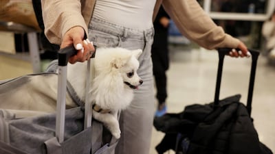One of the additional travelling party of pets who made their way to Greece. Reuters