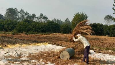 Threshing tilak chandan rice, an indigenous, small-grained rice variety that's being revived through the Forgotten Food project. Photo: Forgotten Food
