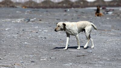Satish Kumar / The National