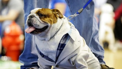 The contest is now in its 34th year and is held ahead of the annual Drake Relays track and field meet. The university's mascot is a bulldog, and each year's winner becomes the mascot for the relays event.