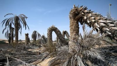 Since the 1980s, the weevil has destroyed 5 per cent of the UAE’s 42 million date palm trees.