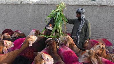 Livestock in Jalalabad, Afghanistan. Ghulamullah Habibi / EPA